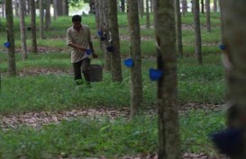 First Resources Akuisisi Kebun Karet Borneo Damai Lestari di Kaltim